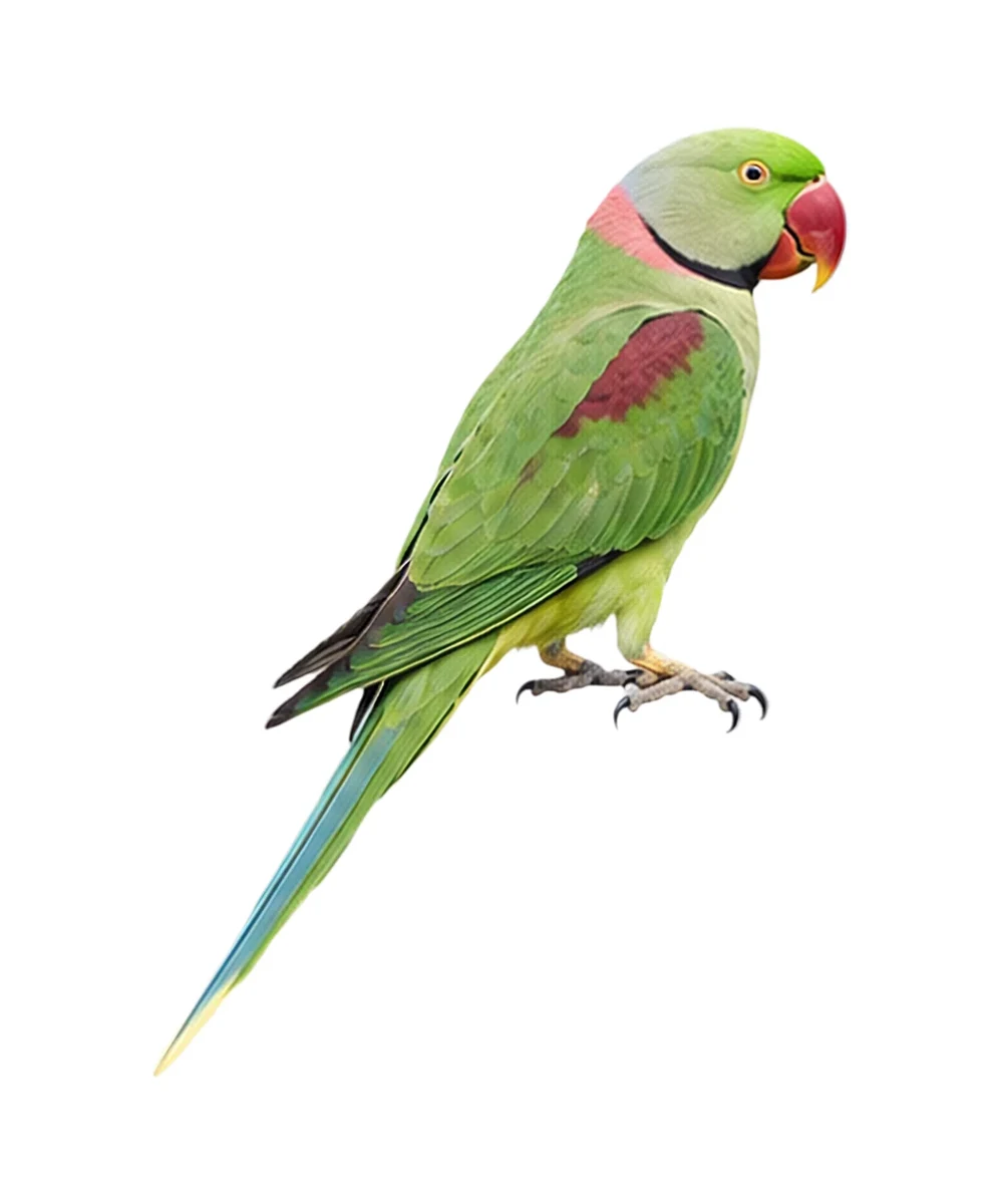 Alexandrine Parakeet · Original color inspiration
