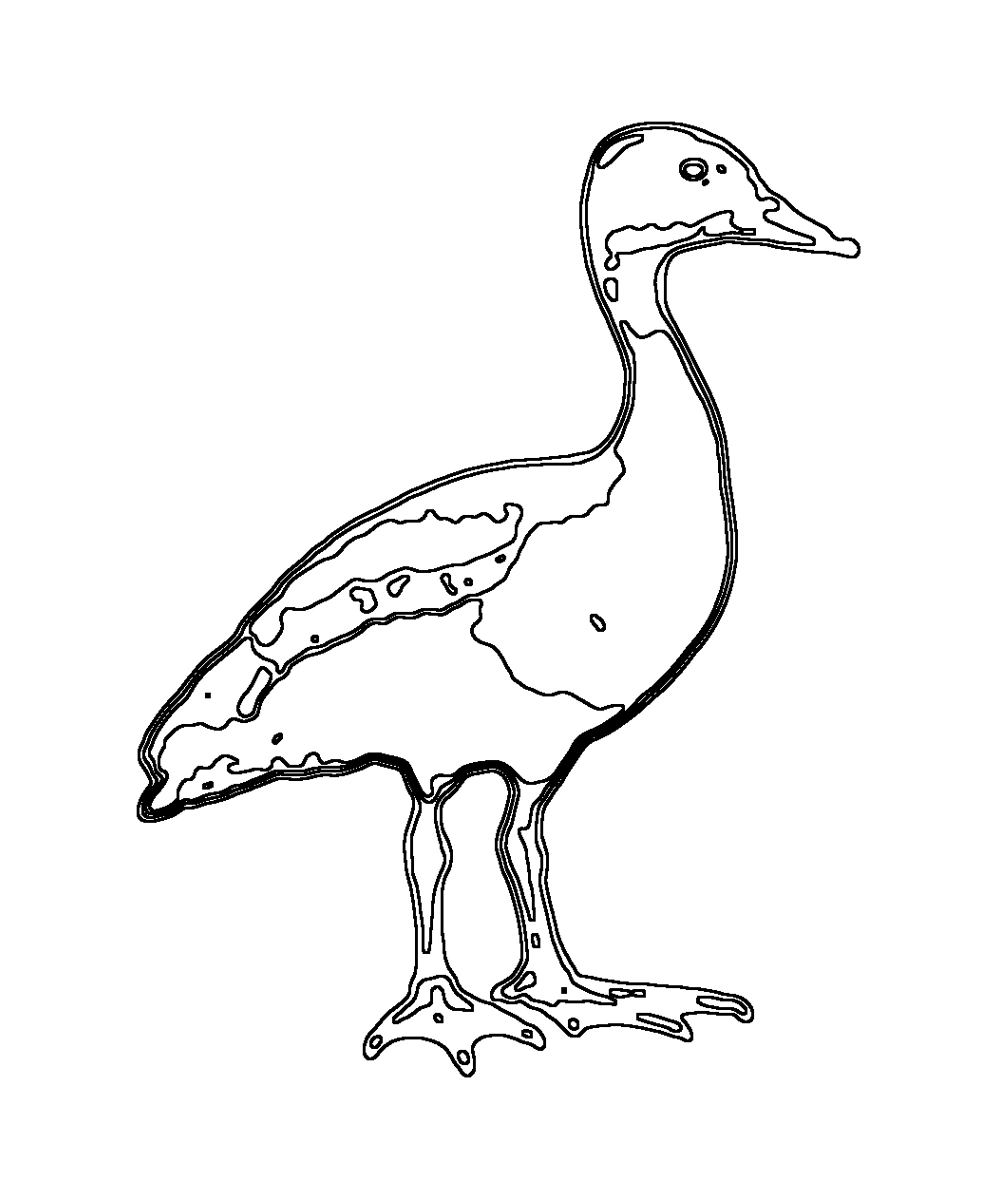 Black-bellied Whistling Duck · Coloring pages