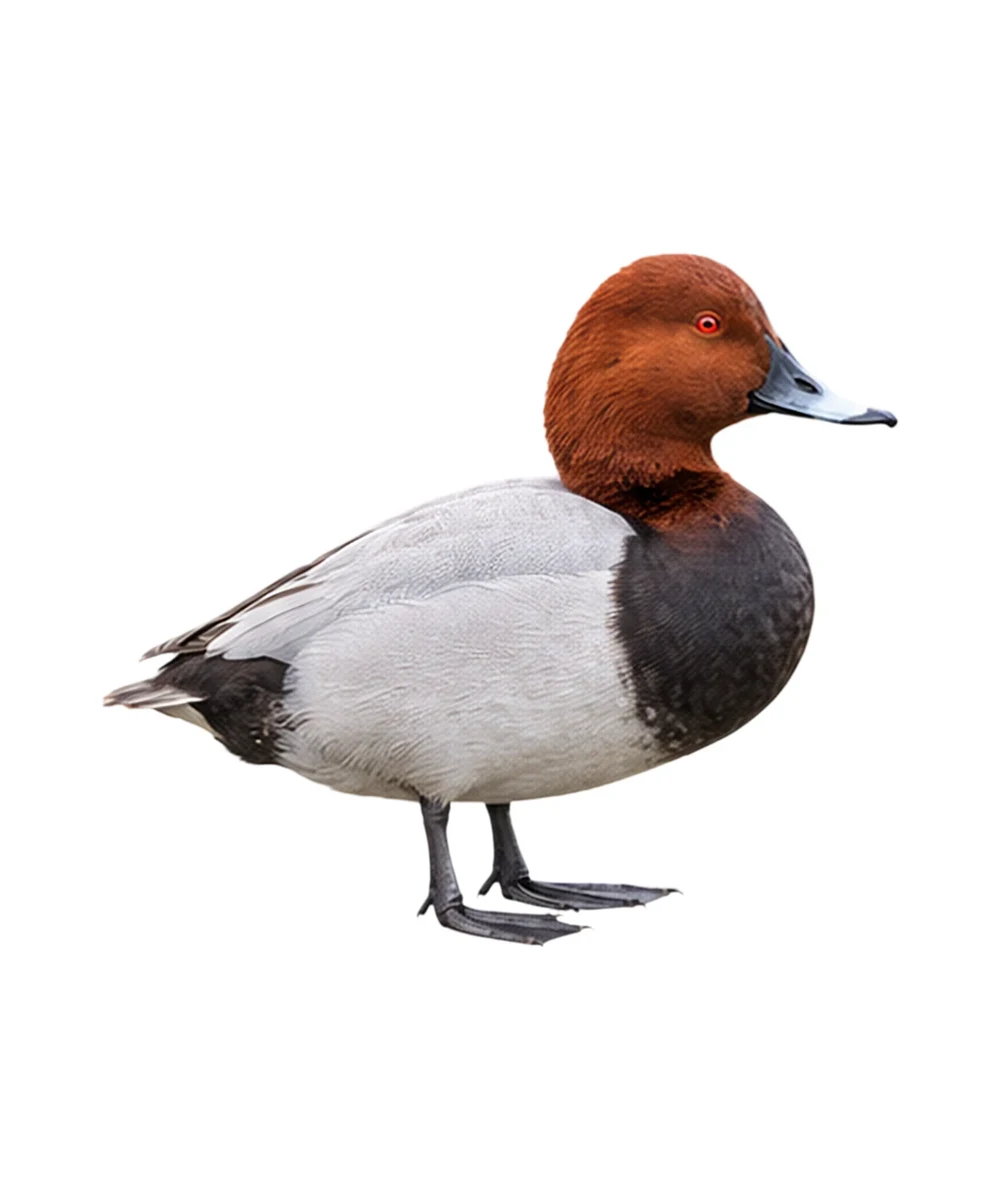 Common Pochard · Original color inspiration