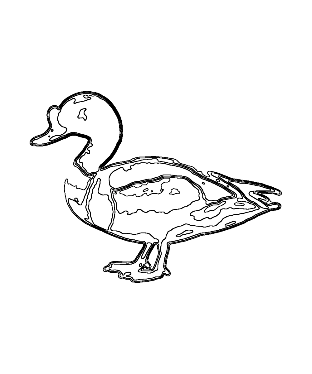 Common Shelduck · Coloring pages