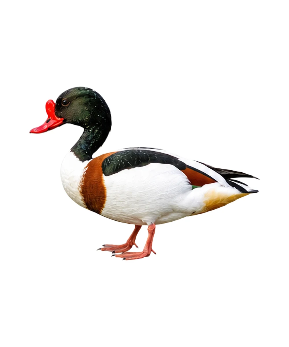 Common Shelduck · Original color inspiration