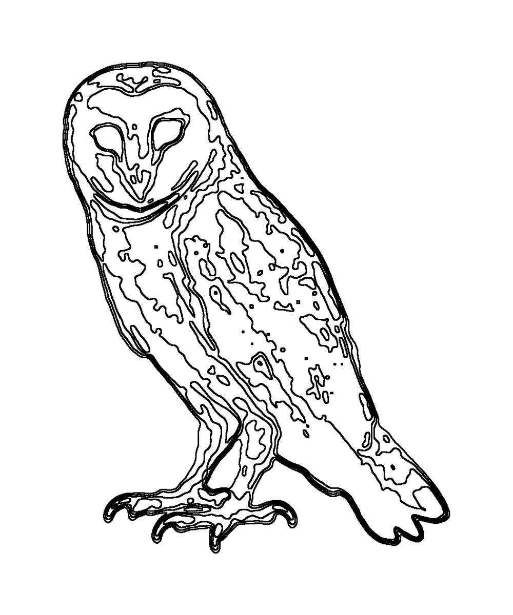 Eastern Barn Owl · Coloring pages