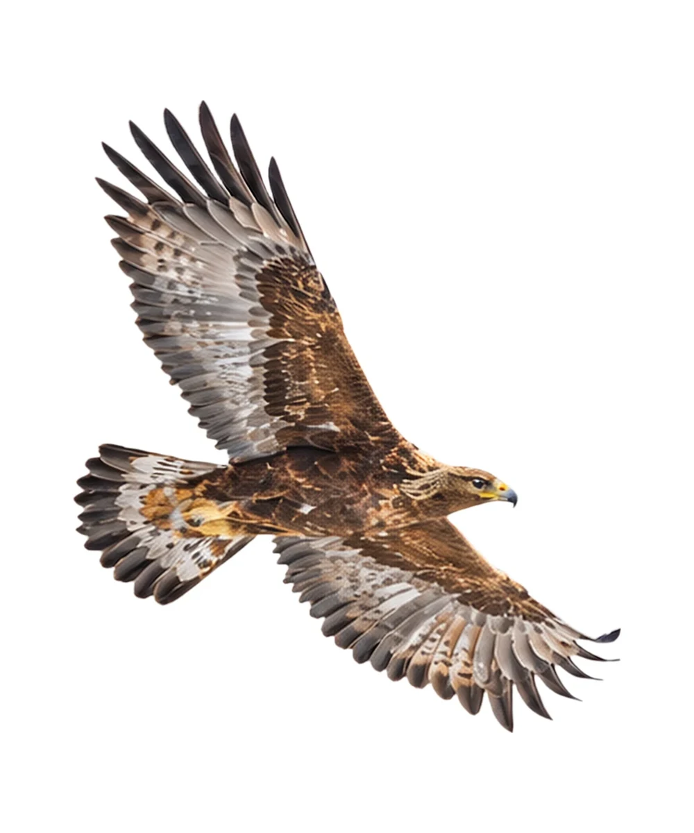 Golden Eagle · Original color inspiration