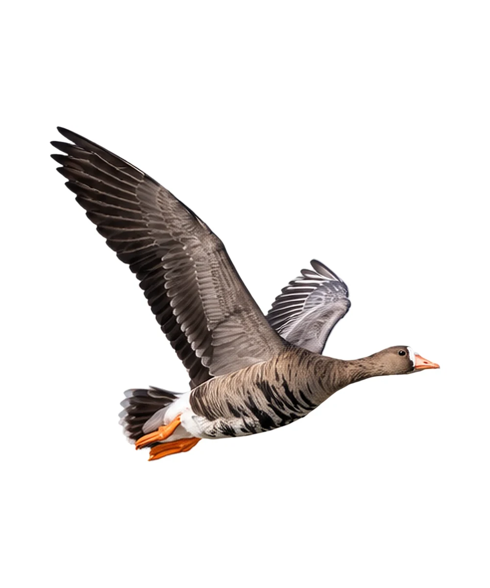 Greater White-fronted Goose · Original color inspiration