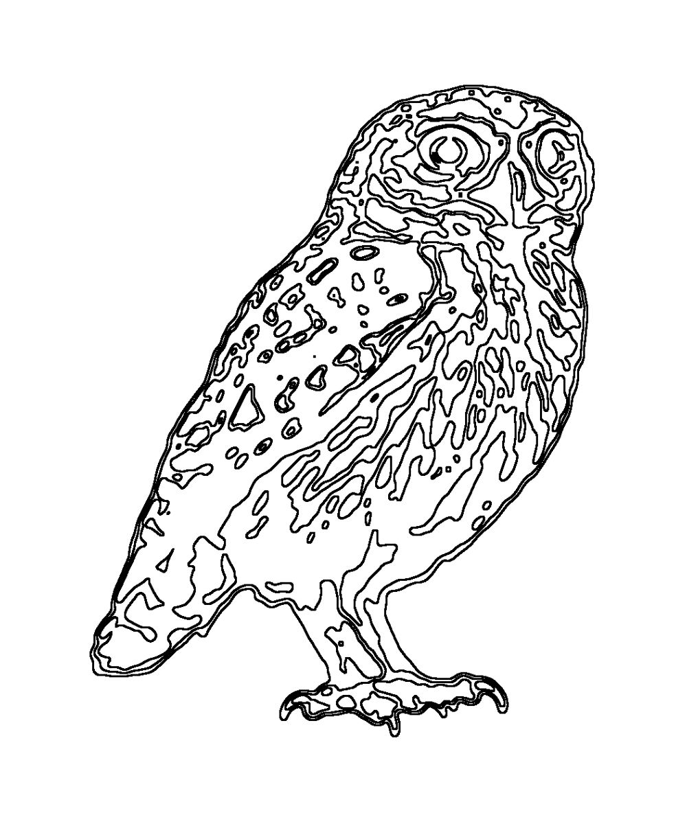 Little Owl · Coloring pages
