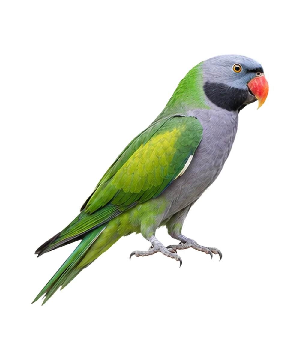 Lord Derby's Parakeet · Original color inspiration