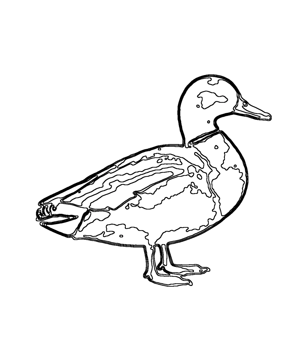 Mallard · Coloring pages