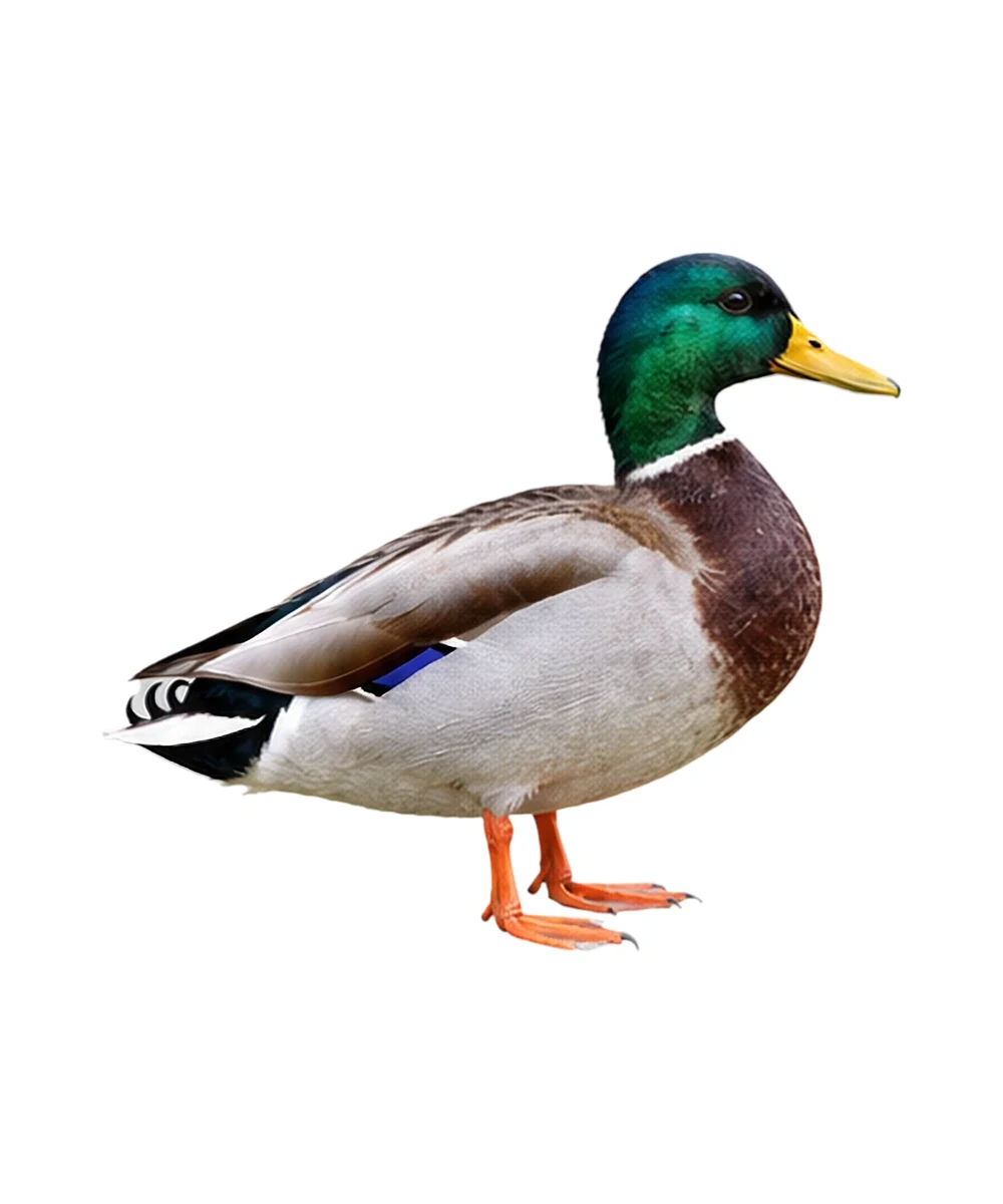 Mallard · Original color inspiration