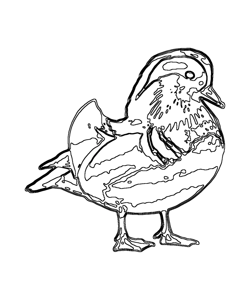 Mandarin Duck · Coloring pages