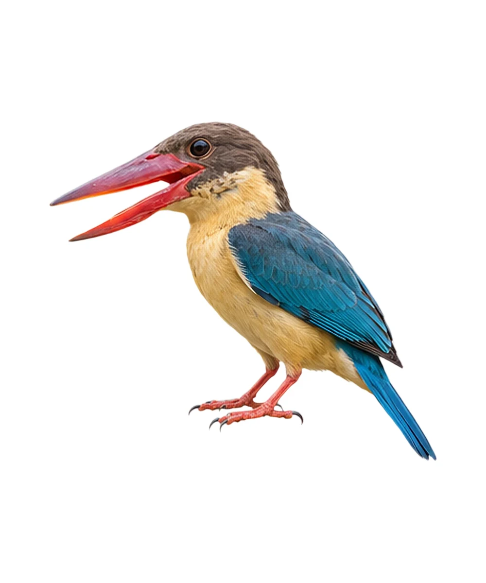 Stork-billed Kingfisher · Original color inspiration