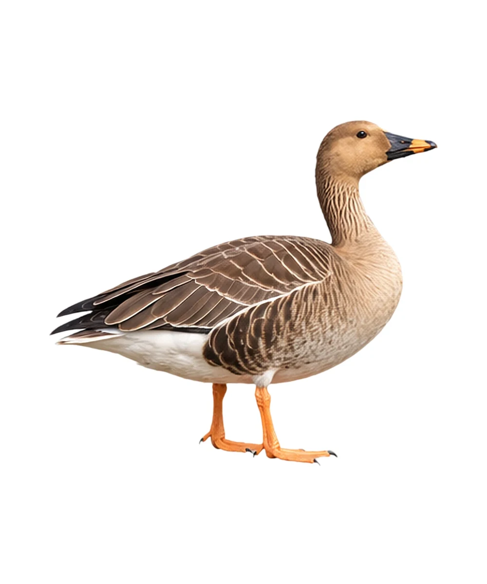 Taiga Bean Goose · Original color inspiration