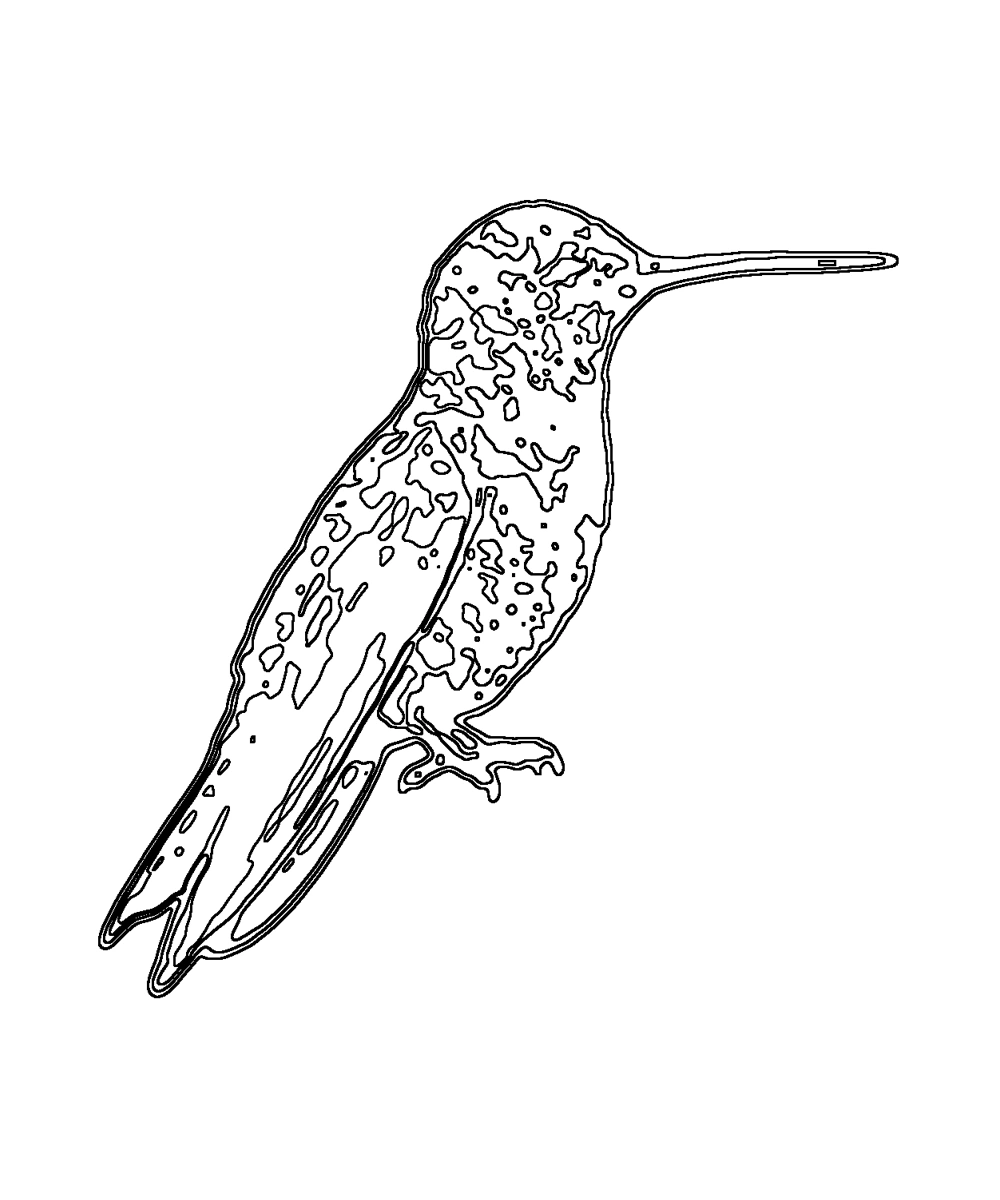 Tres Marias Hummingbird · Coloring pages