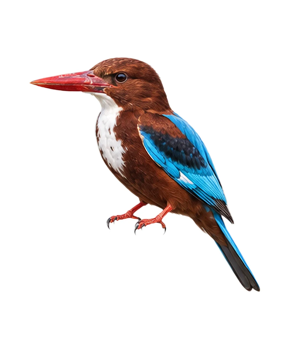 White-throated Kingfisher · Original color inspiration