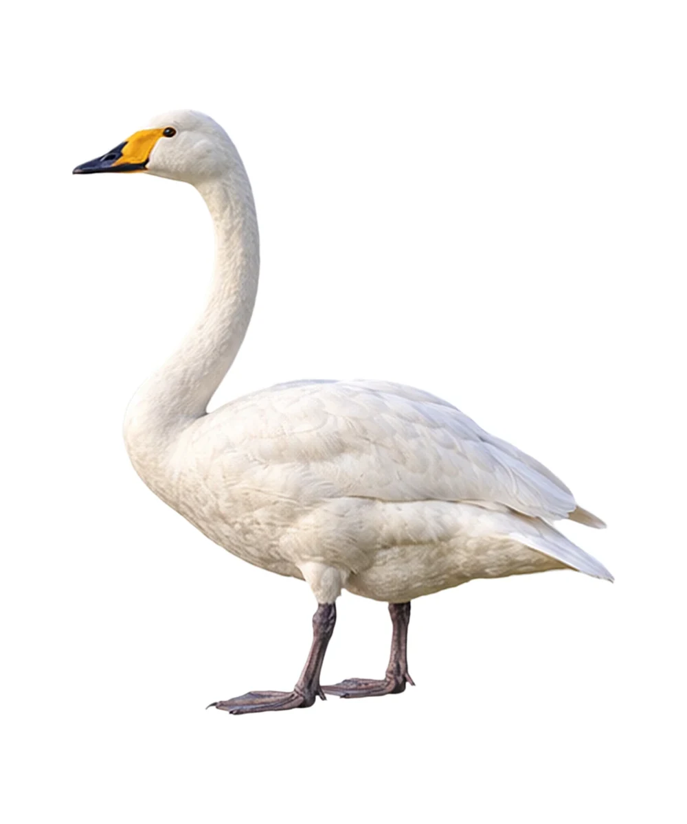 Whooper Swan · Original color inspiration