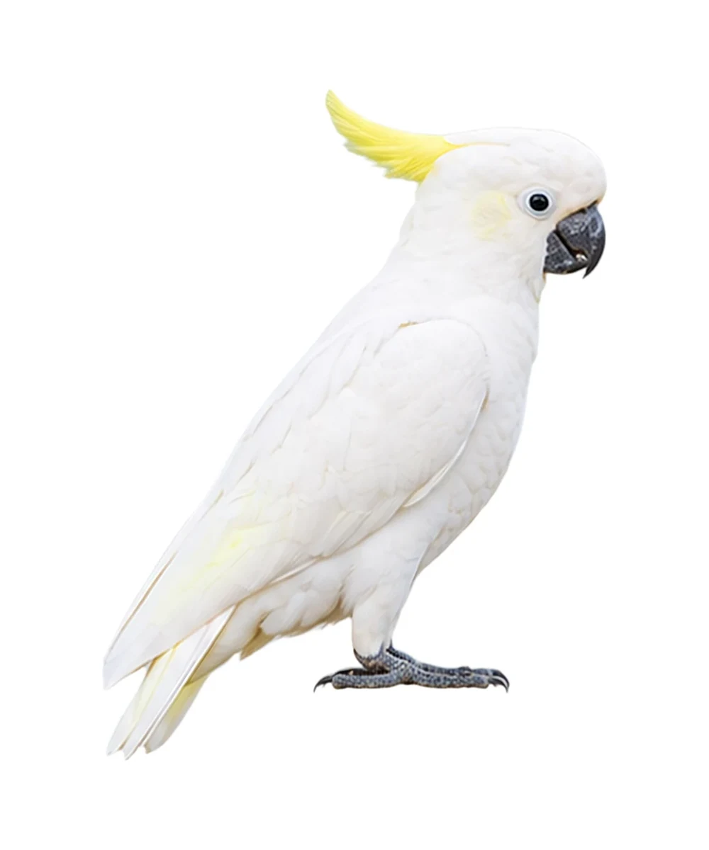 Yellow-crested Cockatoo · Original color inspiration
