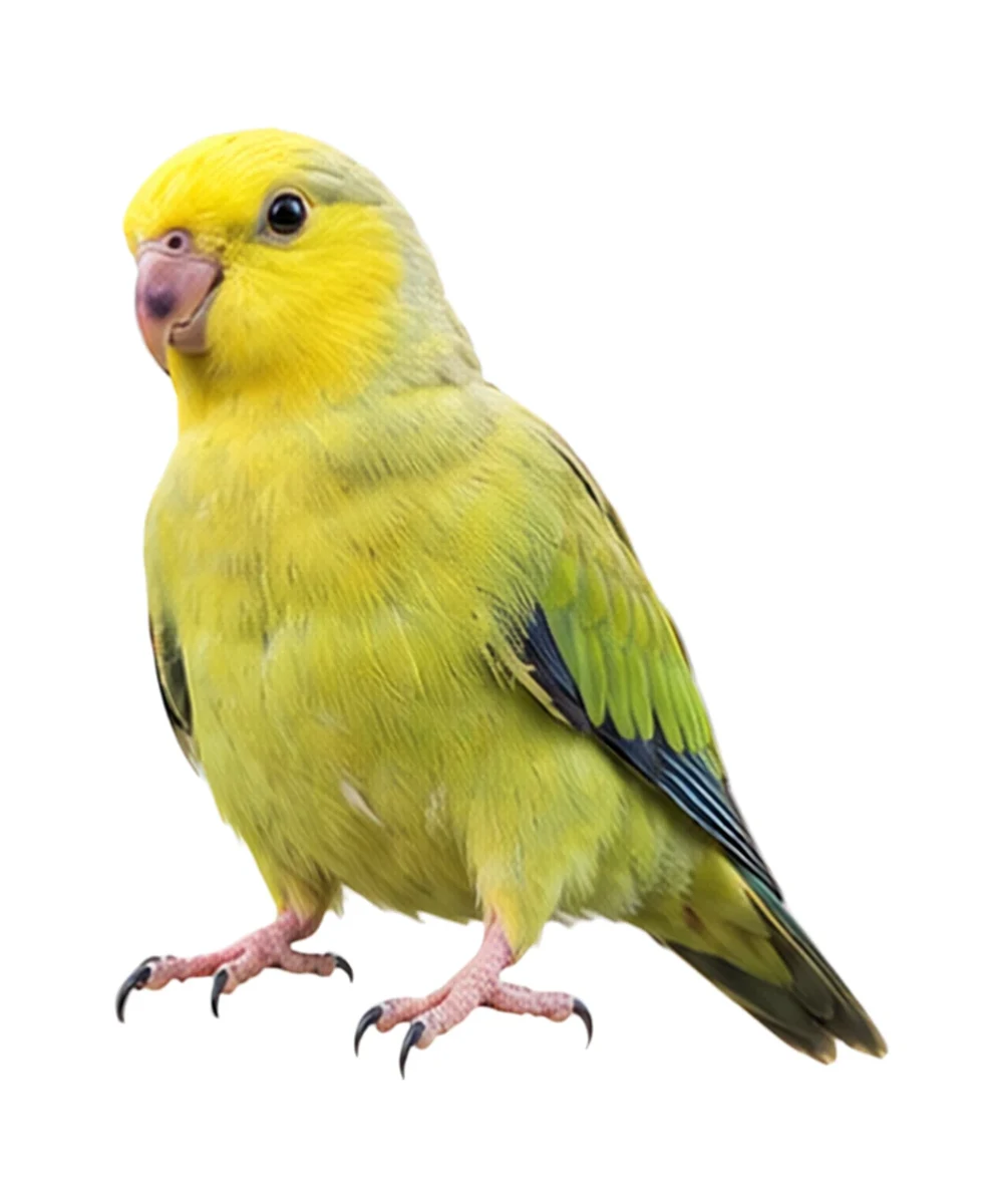 Yellow-faced Parrotlet · Original color inspiration